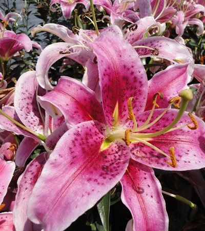 Oriental Lily Stargazer